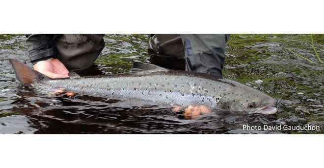 Pêche en No kill du saumon sur le Léguer