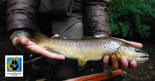 La truite sauvage du Léguer