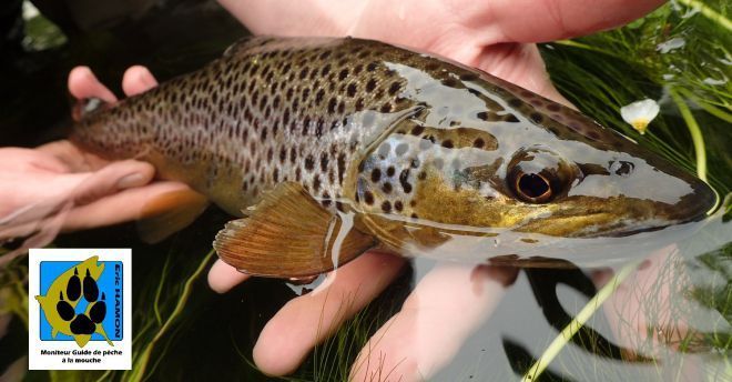 La truite sauvage du Léguer