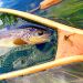Mouche Danica No Hackle DK Flyshop