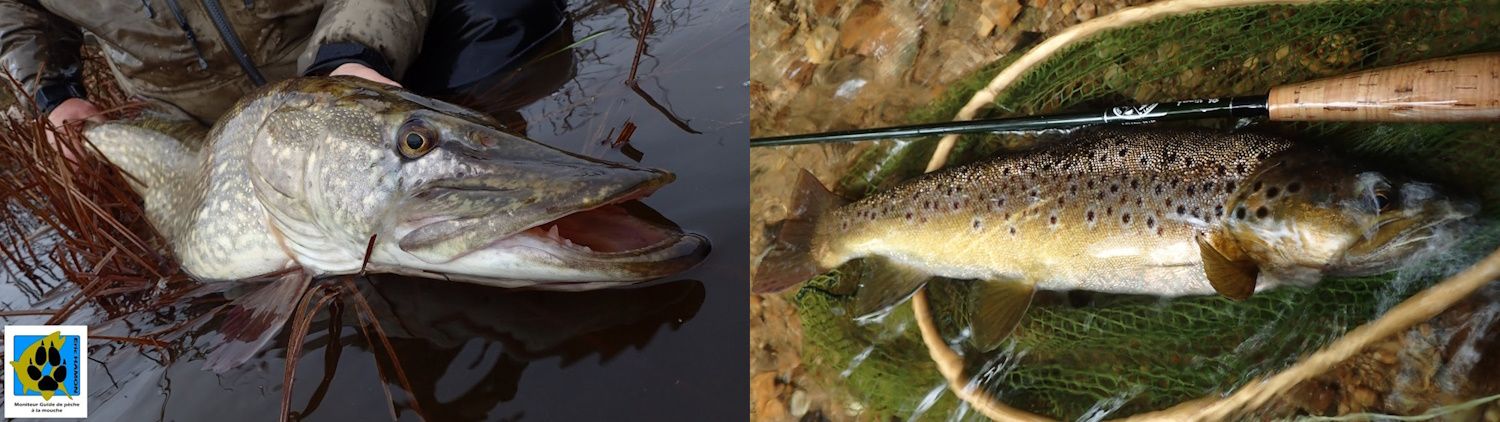 peche-truite-et-brochet.jpg