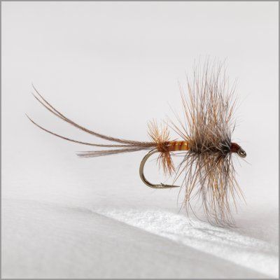 mouche-bretonne-de-mai